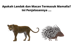 Apakah Landak dan Macan Termasuk Mamalia? Ini Penjelasannya ....