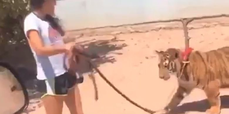 Little Girl Hanging out with the Bengal Tiger, Claiming to Have 2 at Home