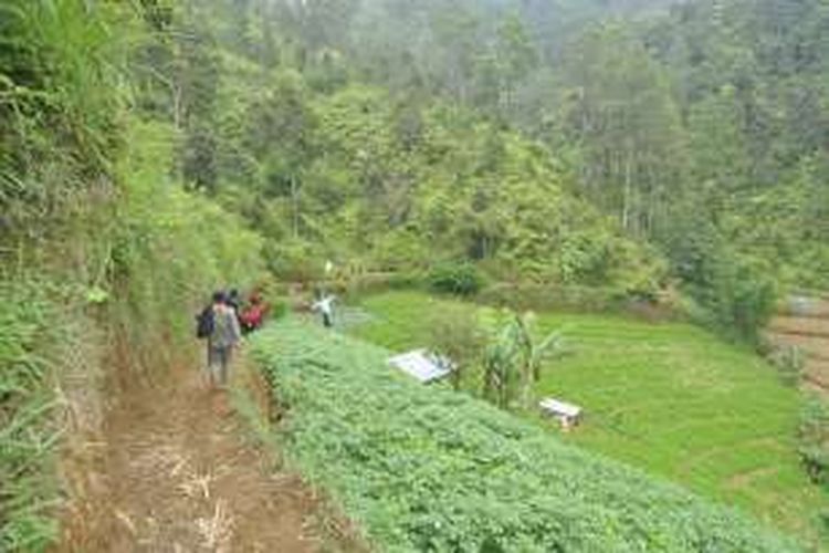 Jalur Pendakian Gunung Prau via Dusun Wates, Kecamatan Kalijajar, Kabupaten Temanggung, Jawa Tengah.