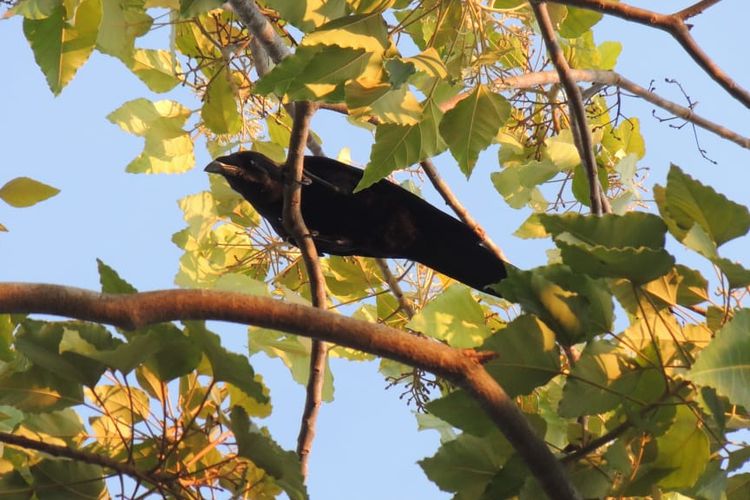 Burung Gagak Flores merupakan salah satu burung endemik Flores di kawasan hutan di Pulau Flores, NTT. (Arsip/Samuel Rabenak)