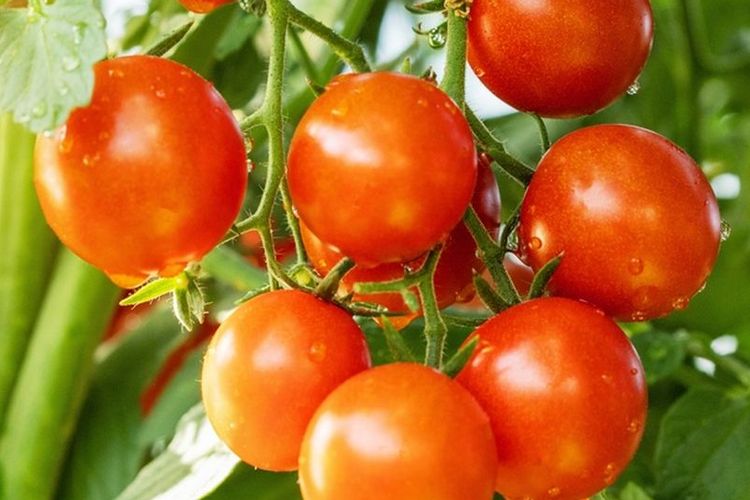 Ilustrasi tanaman tomat. 