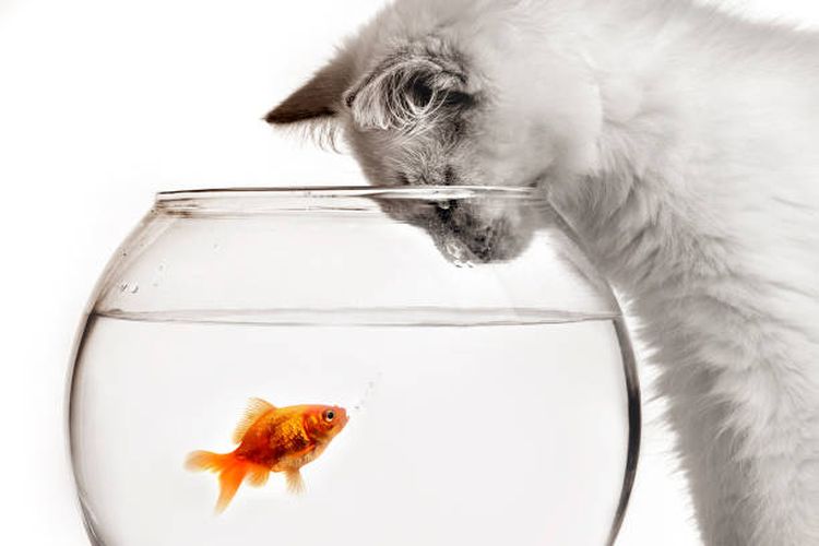 Alasan kucing suka ikan tapi benci air.