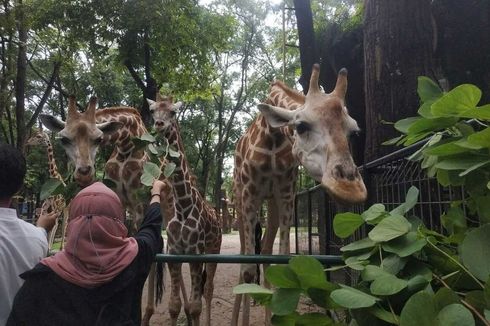 5 Wahana di Kebun Binatang Ragunan, Bisa Keliling Naik Sepeda