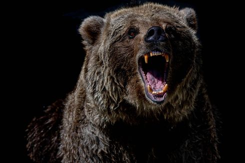 Detik-detik Dahrun Diterkam Beruang, Berteriak Minta Tolong dan Alami Luka Parah