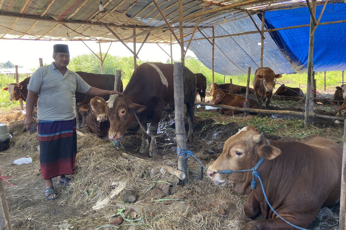 Pedagang hewan kurban di Surabaya, Muhammad Badrus menjual hewan kurban di kawasan Ketintang, Kamis (5/6/2025)