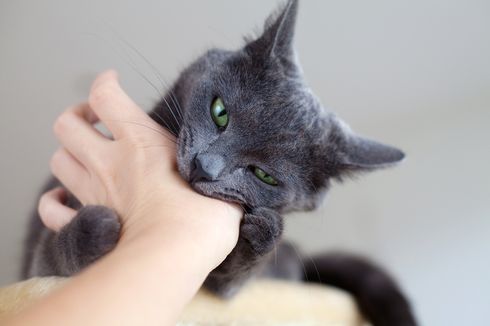 Apakah Gigitan Kucing Berbahaya bagi Kesehatan?