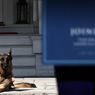 Champ, German Shepherd Kesayangan Joe Biden Mati di Usia 13 Tahun