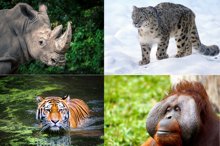 Badak, macan tutul salju, harimau, dan orangutan adalah contoh hewan yang terancam punah.