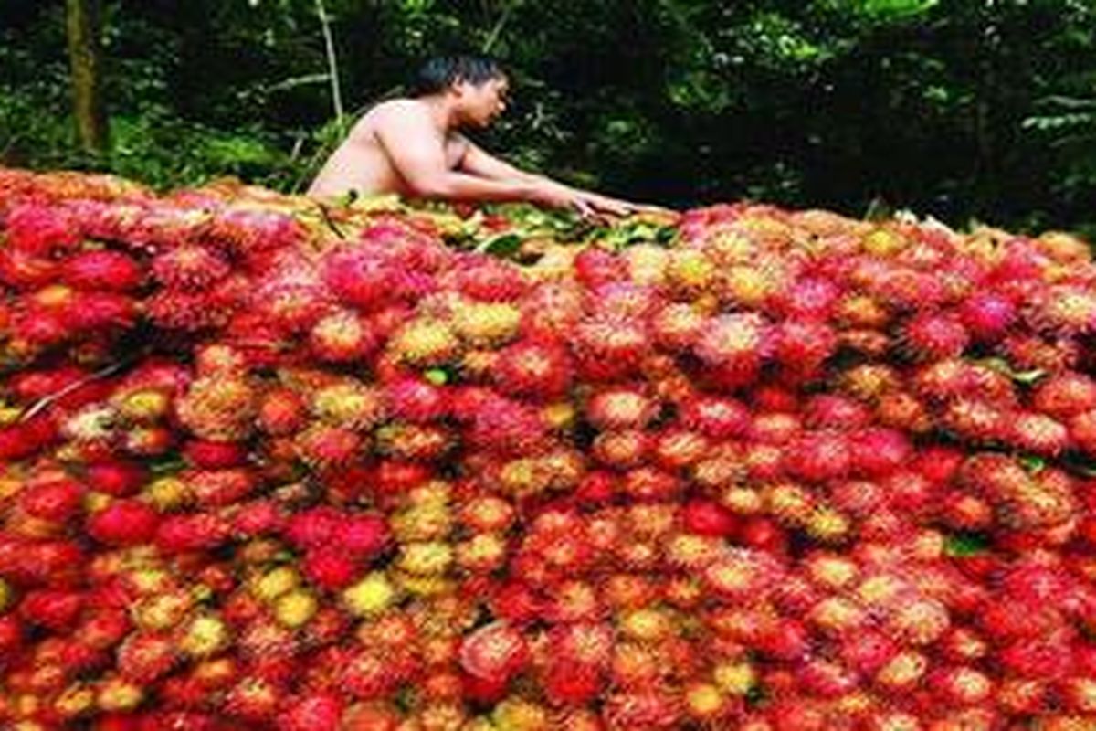 Ilustrasi panen rambutan