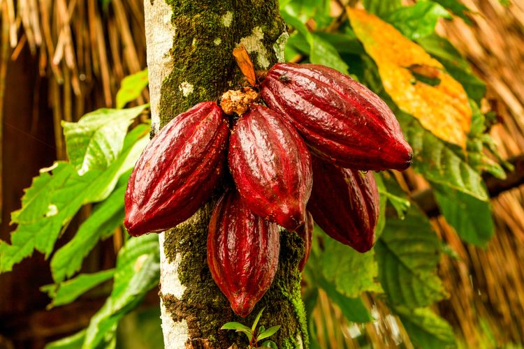 Ilustrasi kakao, buah kakao, pohon kakao. 