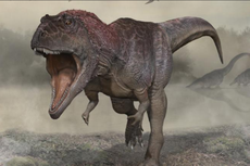 Dinosaurus Predator Baru Ditemukan, Punya Lengan Kecil Seperti T-rex