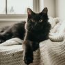 Bahaya di Balik Luka Cakaran Kucing