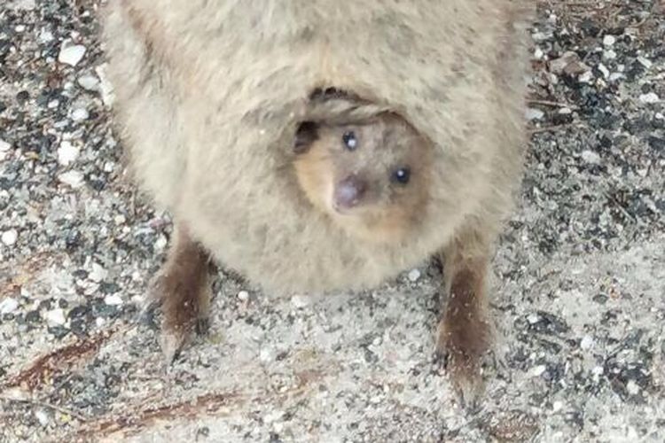 Anak Quokka di pulau Rottnest, Australia Barat, Senin (11/9/2017)