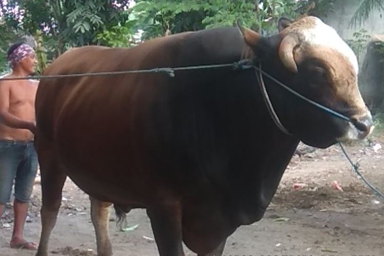 Penyerahan Sapi kurban milik Presiden Republik Indonesia Joko Widodo di Islamic Centre NTB oleh Sekda NTB Gita Ariyadi ke pada pantia kurban, Jumat (31/7/2020)