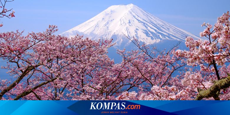 Kenapa Sakura Jadi Bagian Penting Budaya Jepang Dulu Penanda Waktu Tanam Padi Halaman All Kompas Com