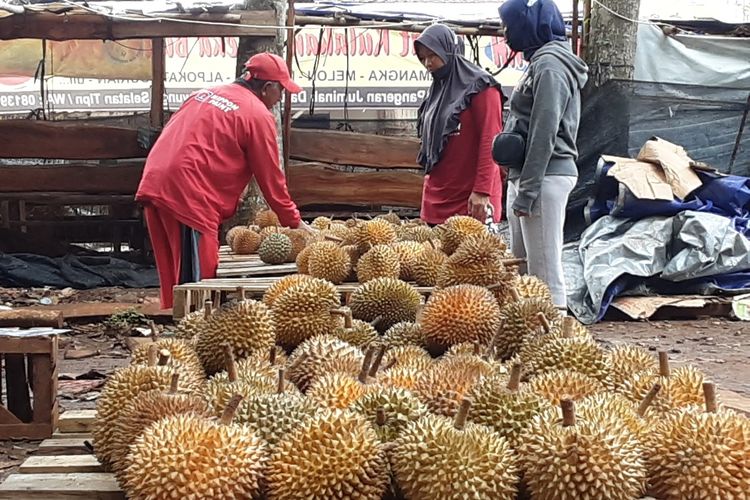 Durian luna maya di Kendal, Jawa Tengah.