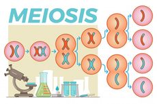 Pembelahan Meiosis dan Tahapannya