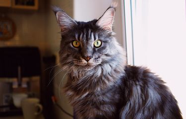 Ilustrasi kucing Maine Coon