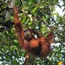 10 Satwa Endemik Indonesia, Bisa Ditemukan di Berbagai Wilayah