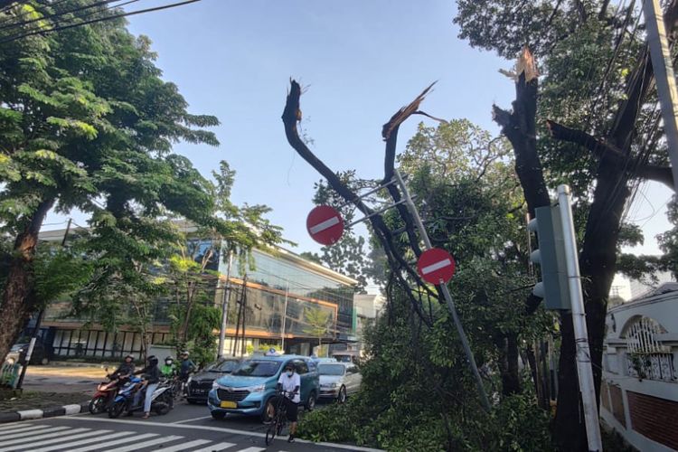 Sebuah pohon tumbang di Jalan Hang Tuah Raya, Kebayoran Baru, Jakarta Selatan. Foto diambil Kamis (15/4/2021) pagi.