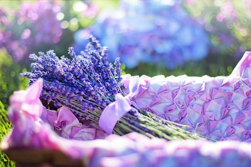 10 Manfaat Lavender untuk Kesehatan, Redakan Kecemasan hingga Insomnia