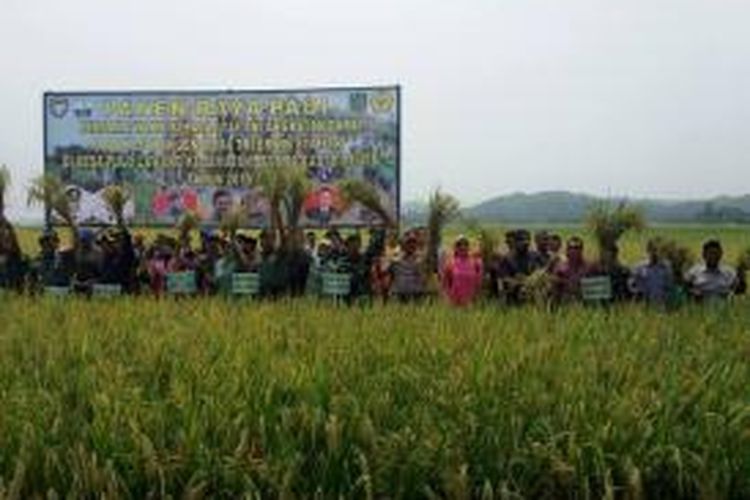 Wakasad Letjen M. Erwin Syafitri, melakukan panen padi perdana usai membuka TMMD ke 95, di Desa Pulo Lawang, Kecamatan Jeumpa, Kabupaten Bireuen, Aceh, Kamis (9/10). DESI