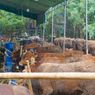 Kalteng Bakal Ternakkan 1 Juta Ekor Sapi, Ditarget untuk Swasembada Daging dan Susu Nasional