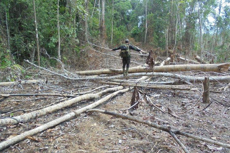 Ribuan hektare kawasan hutan di Kabupaten Mukomuko, Bengkulu dirambah warga ditanami kelapa sawit.
