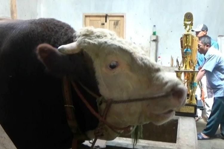 Sapi bernama Slamet milik peternak bernama Mulyono dibeli oleh Presiden Jokowi.