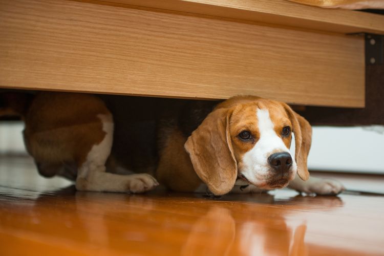 Ilustrasi anjing bersembunyi di kolong tempat tidur. Anjing bisa stres dan takut saat mendengar suara kembang api. Penting bagi pemilik untuk menjaga anjing dan mengalihkan perhatiannya dari suara kembang api saat malam pergantian tahun.