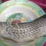 Viral Cerita Ikan Arwana Seharga Rp 2 Juta Digoreng Ayah, Begini Isi Curhat Pemiliknya