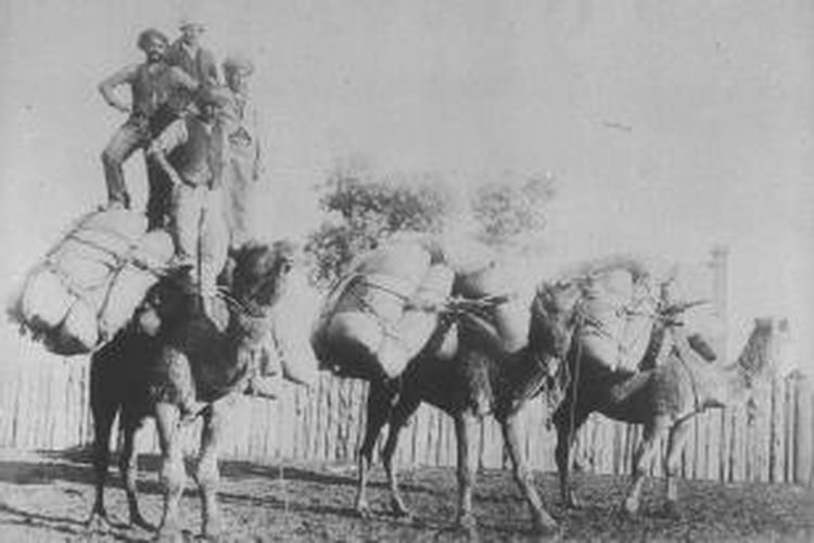 Unta membawa terigu yang dikendarai oleh penunggang unta dari Afghanistan di Queensland Barat. 