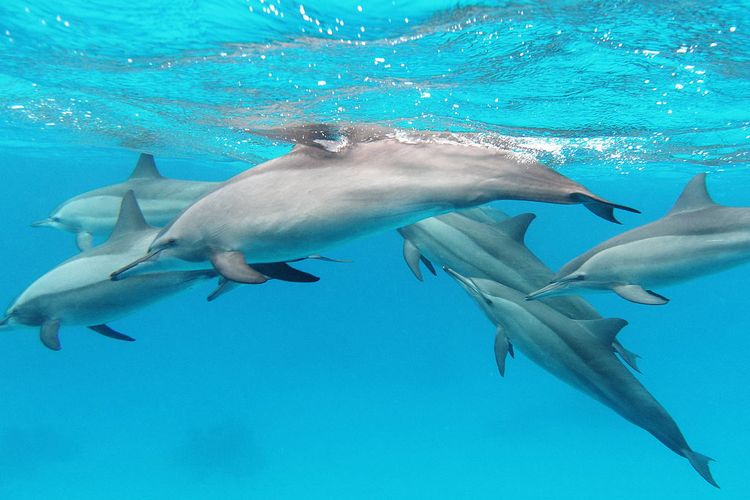 Otoritas Hawaii Tindak 33 Perenang yang Mengganggu Lumba-lumba