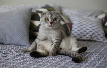 Ilustrasi kucing buang air di kasur