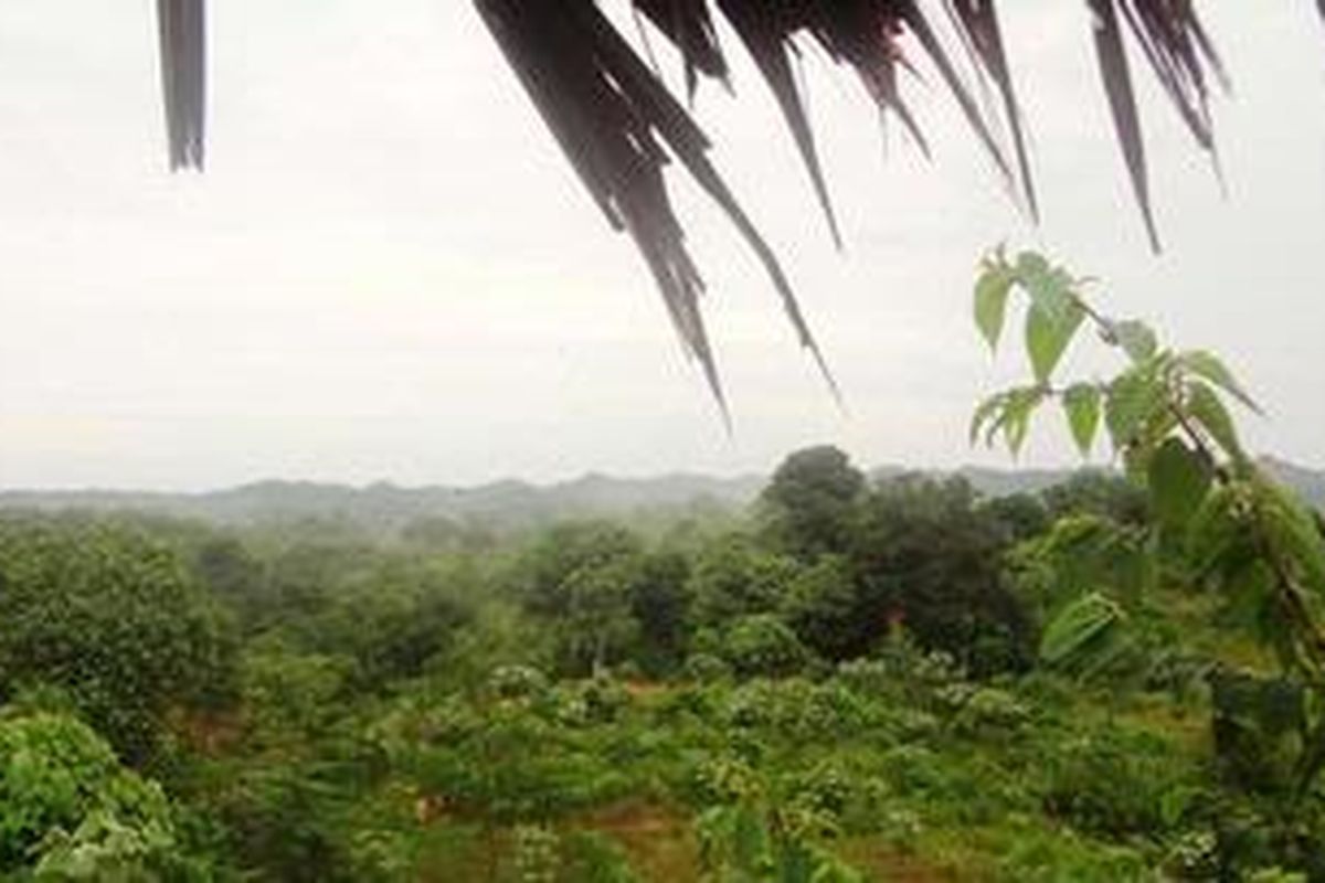 Resort Sei Betung di Taman Nasional Gunung Leuser (TNGL), Desa Halaban, Kecamatan Besitang, Kabupaten Langkat, Sumatera Utara. 