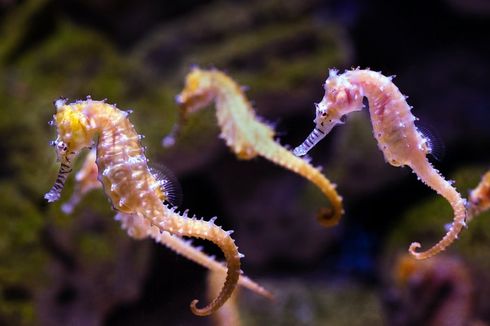 Di Mana Habitat Kuda Laut?