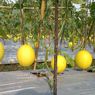 Panen Melon Golden, Petani di Lebak Untung Belasan Juta Rupiah