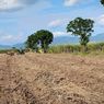 5 Daerah Pemilik Lahan Tebu Terbesar di Indonesia