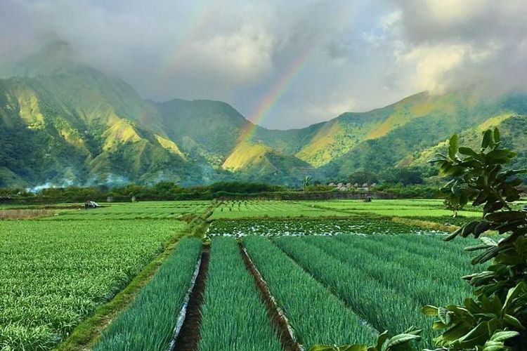 Kedai Sawah Sembalun di Desa Sembalun Bumbung, Kecamatan Sembalun, Kabupaten Lombok Timur.