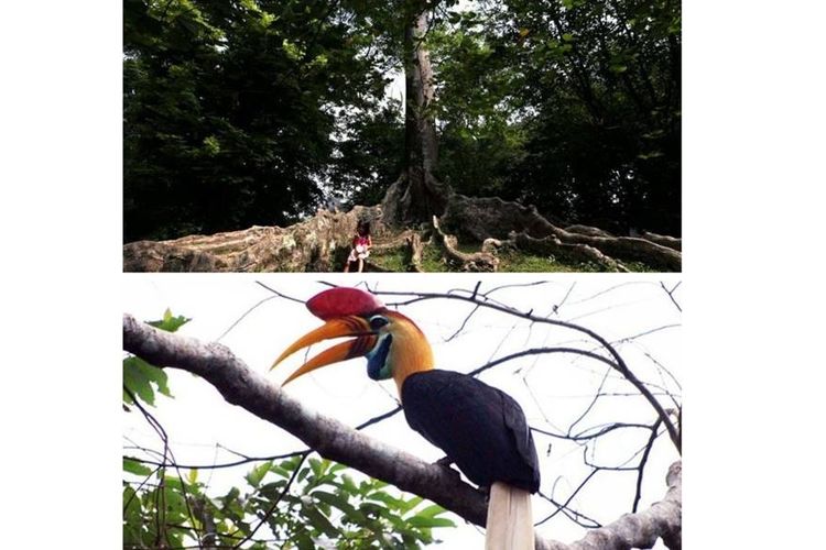 Julang Sulawesi dan Pohon Raja (Maskot Fauna dan Flora HCPSN)