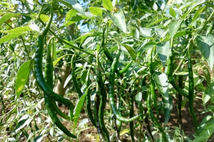 Ilustrasi Cabai Keriting Lokal