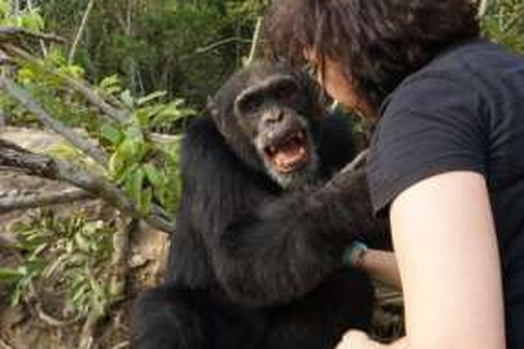 Ponso, simpanse berusia 40 tahun ini, terlihat gembira saat kedatangan tamu. Kebahagiannya nampak nyata setelah selama tiga tahun terakhir dia hidup sendiri terisolasi di sebuah pulau di lepas pantai Liberia, Afrika Barat.