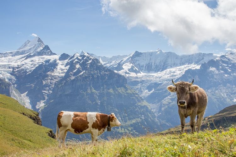 Sapi di pegunungan Swiss.