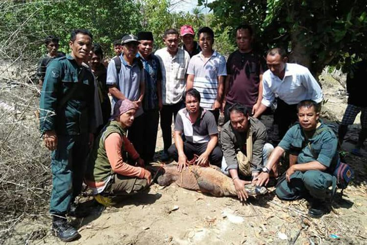 Penyelamatan komodo Sabtu (21/7/2018), yang ditangkap warga di sekitar perkampungan Watu Bari, Kecamatan Macang Pacar, Manggarai Barat, NTT.