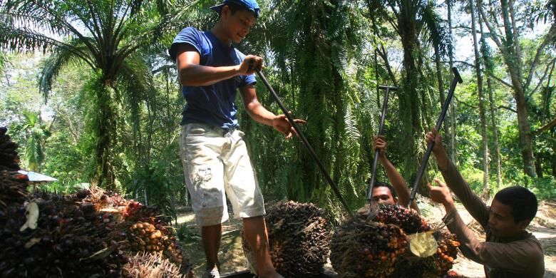 Ilustrasi: Pekerja mengangkut biji tandan buah segar kelapa sawit ke atas truk usai dipanen di Desa Talun Kenas, Deliserdang, Sumut, beberapa waktu lalu.