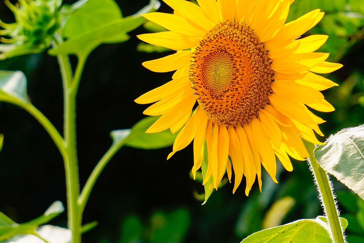 Ilustrasi bunga matahari. 