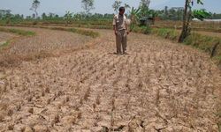 6 Dampak El Nino Terhadap Pertanian