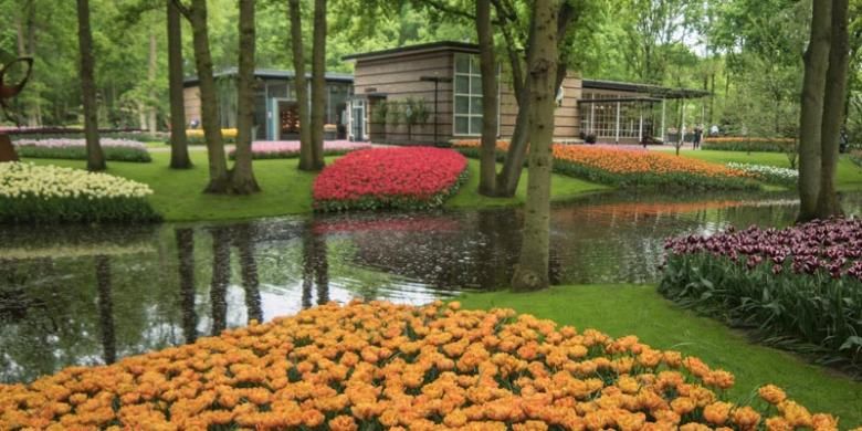 Suasana di Taman Bunga Tulip Keukenhof di Lisse, Belanda, Rabu (11/5/2016). Taman seluas 32 hektar ini menyimpan 7 juta jenis bunga dan tahun ini taman ini dibuka pada periode 24 Maret - 16 Mei 2016.
