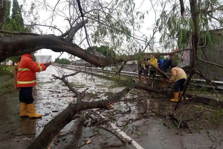 Salah satu pohon yang roboh di Jalan Raya Babat, Lamongan, akibat hujan deras bercampur angin kencang, Senin (21/2/2022) sore WIB.