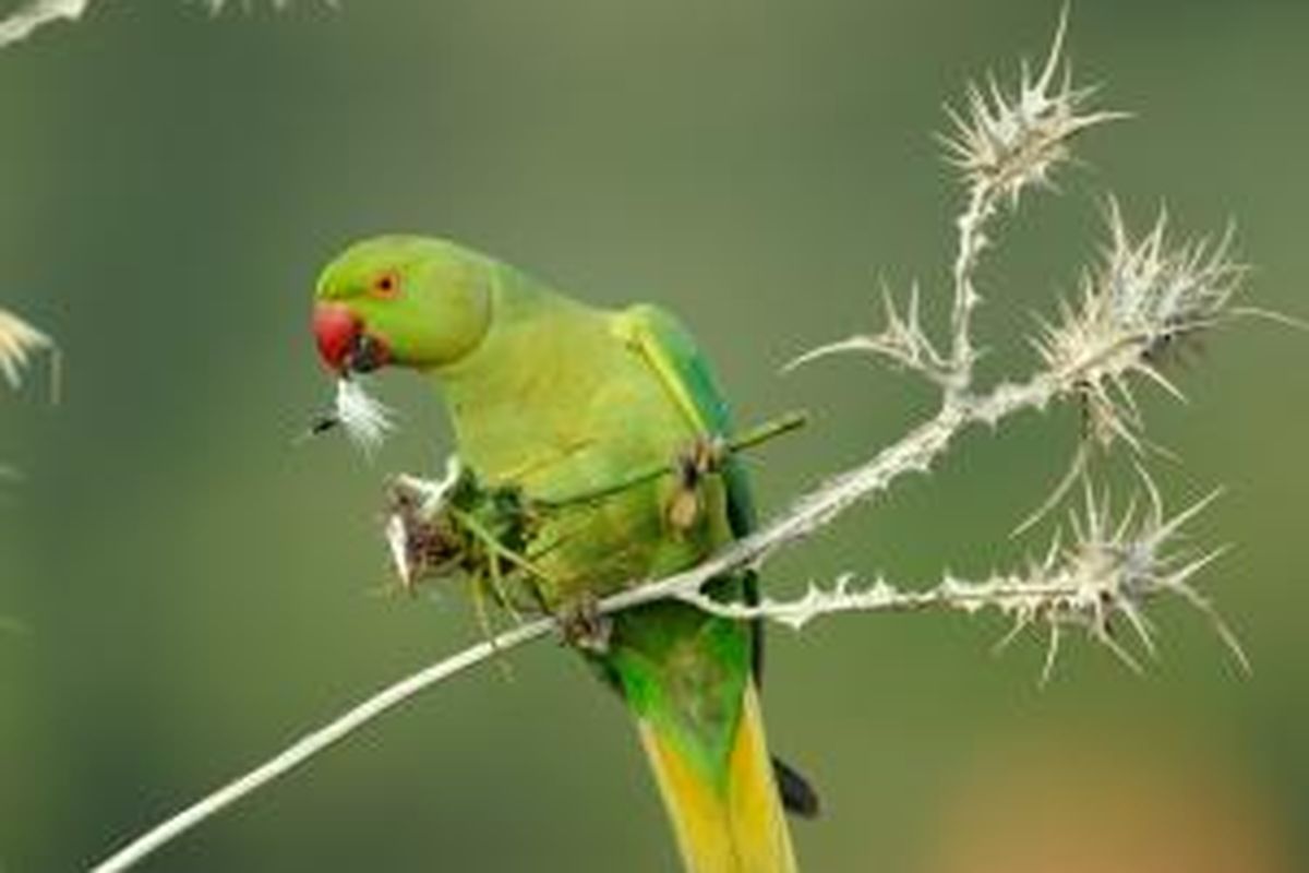 Cobalah memelihara burung kesturi (keluarga Psittaculidae). Namun, ada baiknya, jangan hanya memelihara seekor. Peliharalah dua burung sekaligus agar mereka bisa saling berkomunikasi. 